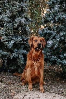 Handsome fur baby